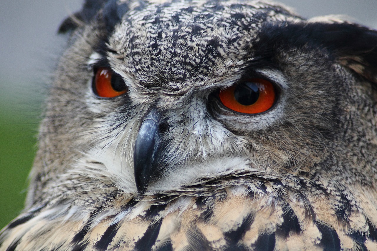 a close up of an owl with orange eyes, by Edward Corbett, pexels, hurufiyya, serious business, intense shading, bird\'s eye view, concentration