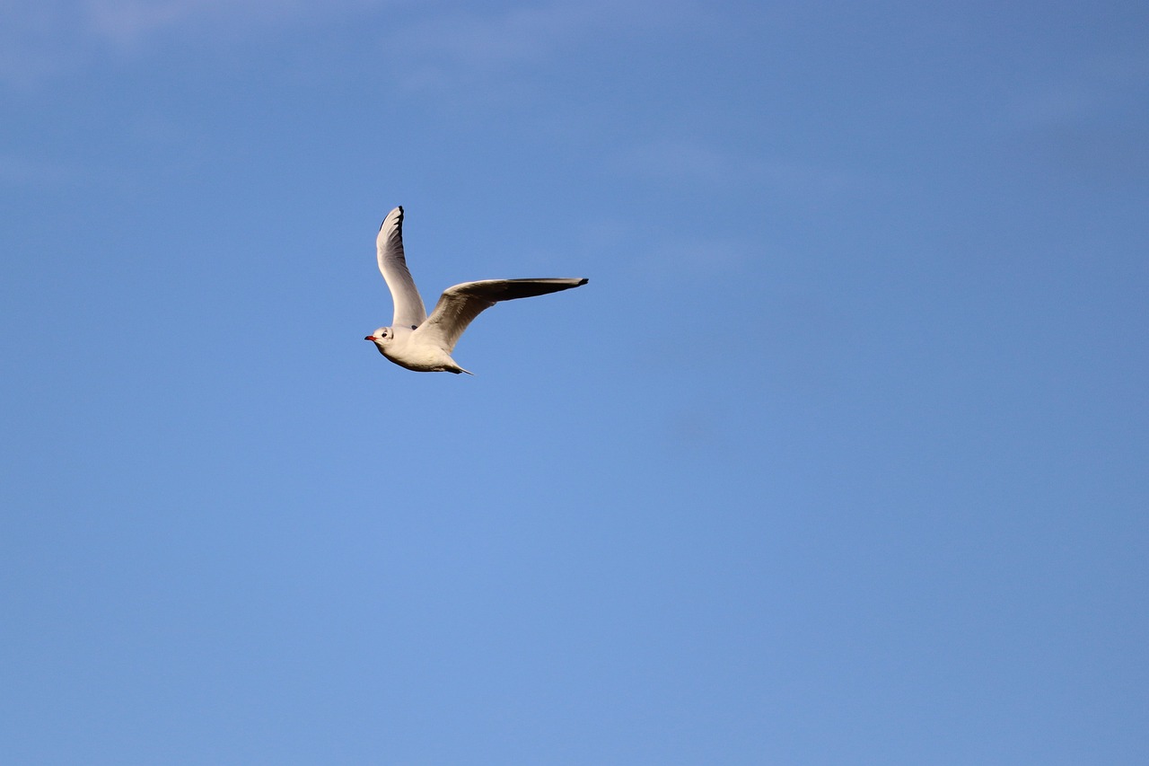 a white bird flying through a blue sky, a photo, tourist photo, high res photo