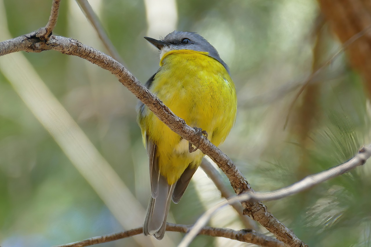 a yellow bird sitting on top of a tree branch, a pastel, by Dicky Doyle, shutterstock, hurufiyya, grey-eyed, tourist photo, in blue and yellow clothes, “ iron bark