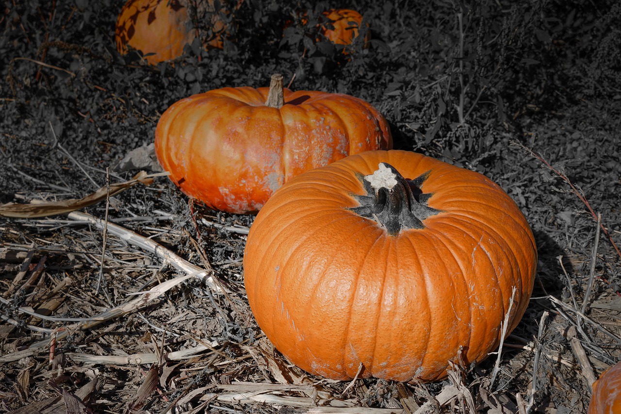 two pumpkins sitting next to each other on the ground, flickr, !!! colored photography, halloween night, high res photo, pumpkin patch