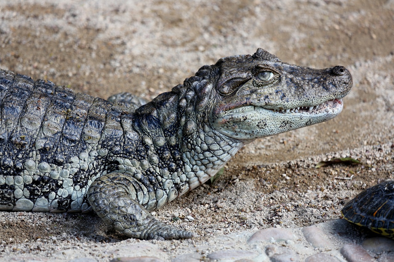 an alligator laying on the ground next to a turtle, by Emanuel Witz, pixabay, hurufiyya, smug face, gray mottled skin, istock, young male