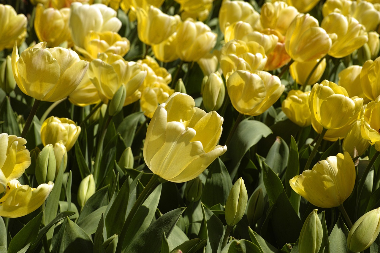 a field of yellow tulips on a sunny day, a picture, romanticism, kodak photo, detailed zoom photo, boston, mid shot photo
