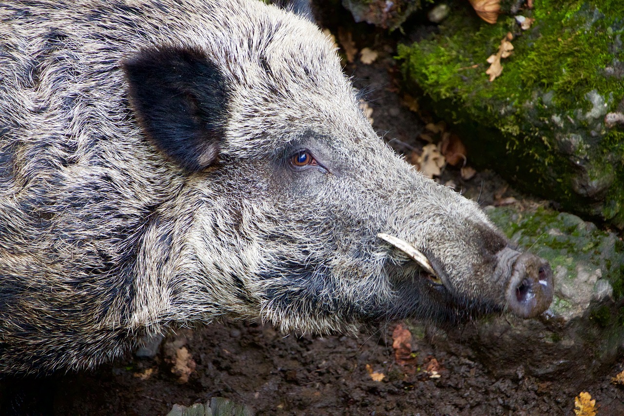 a close up of a wild boar in the dirt, a photo, by Jan Tengnagel, baroque, over the head of a sea wolf, sigma 1/6, 1 0 / 1 0, mossy head