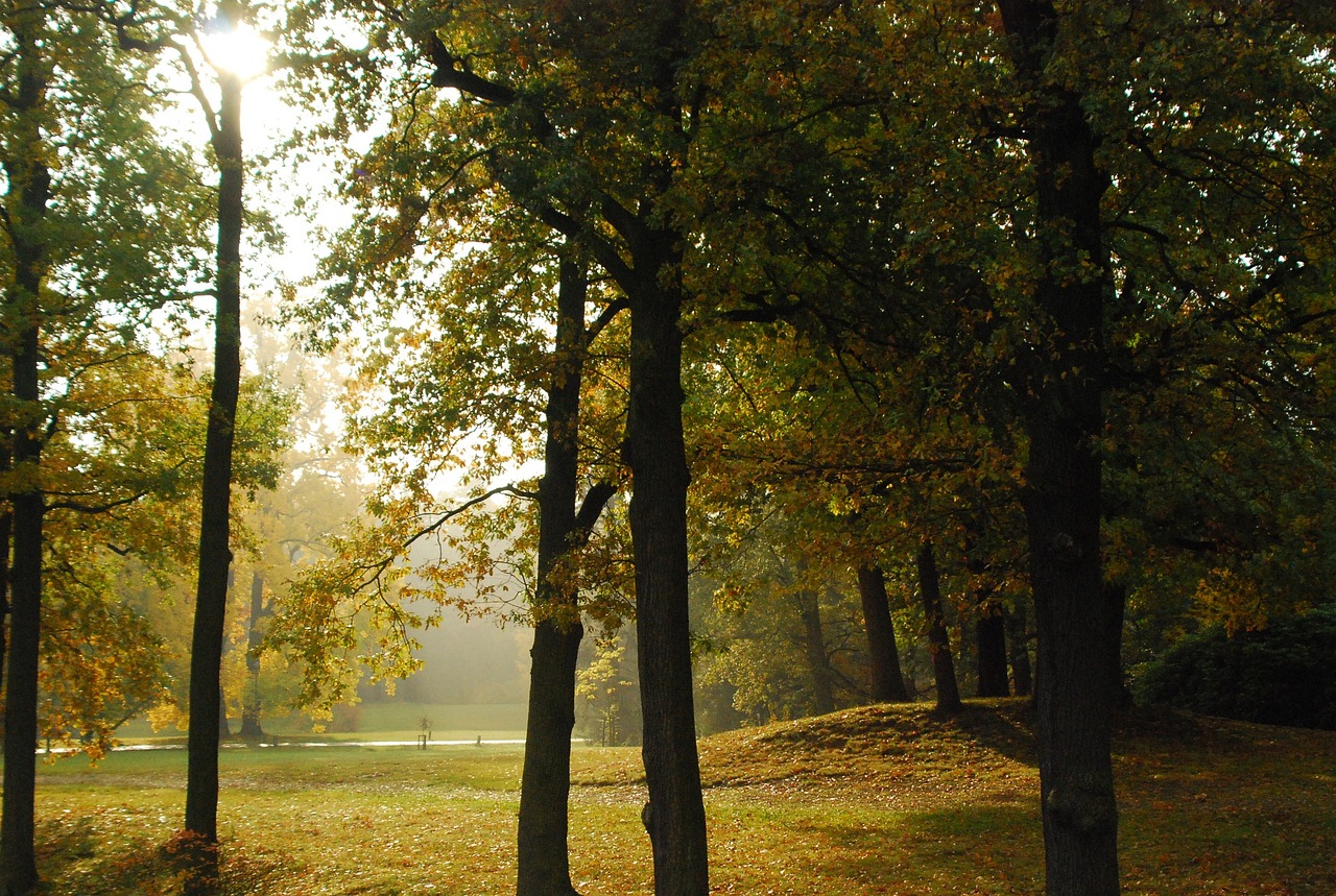 the sun shines through the trees in the park, by Istvan Banyai, flickr, romanticism, october, some trees in the corner, 1500, konica minolta