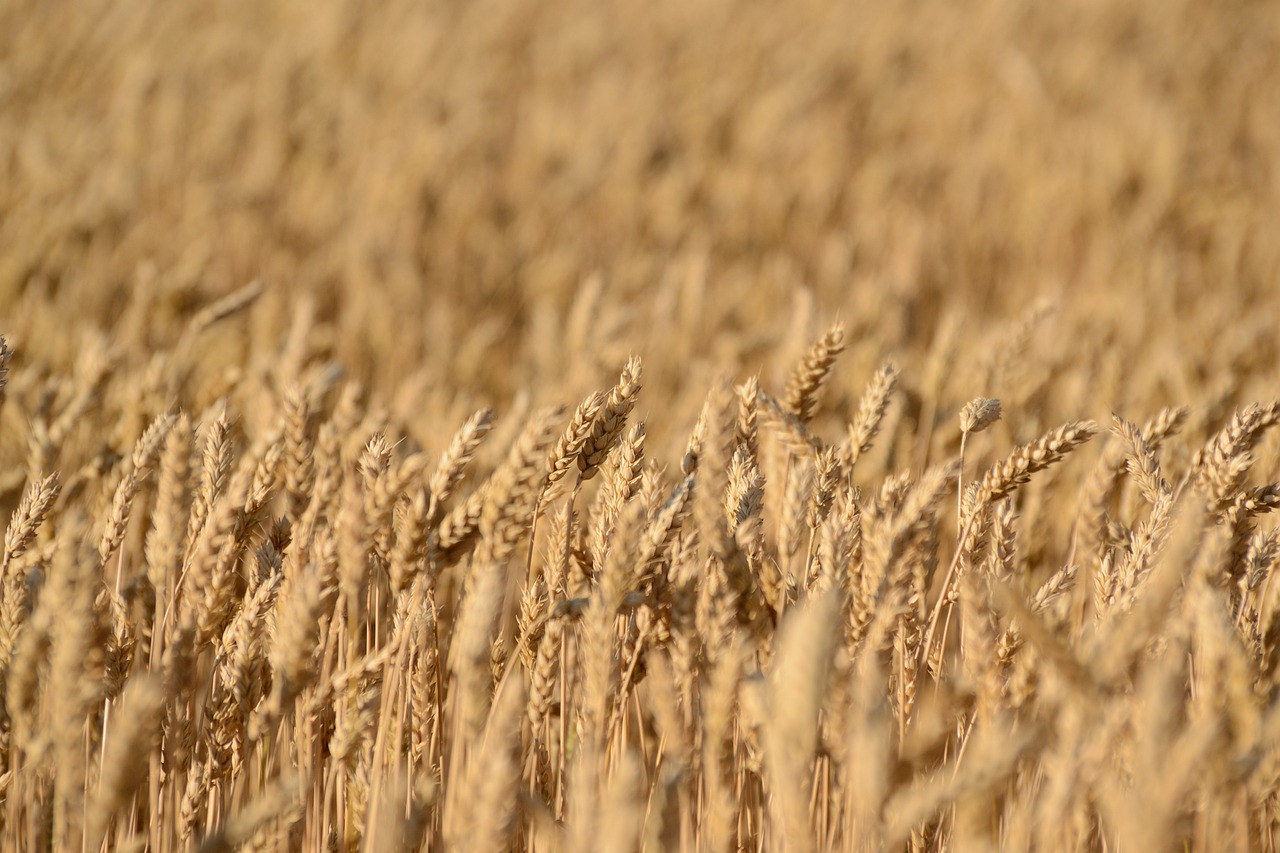 a field of ripe wheat on a sunny day, a picture, figuration libre, taken with canon 8 0 d, 4 k detail, taken with canon eos 5 d, high detail photo