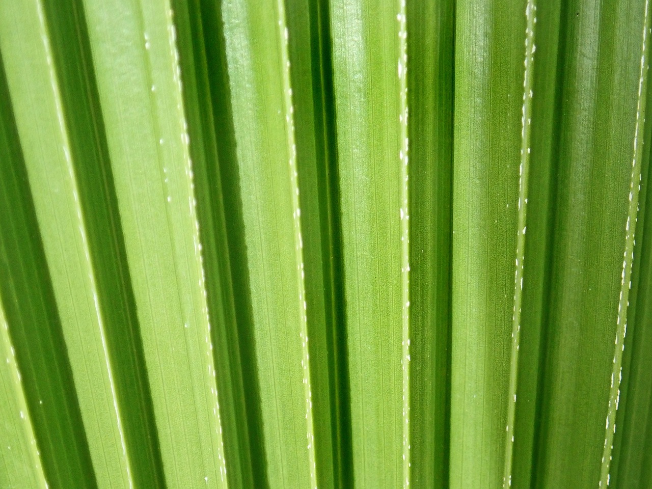 a close up of a leaf of a plant, hurufiyya, blessing palms, jelly - like texture, coated pleats, close up of lain iwakura