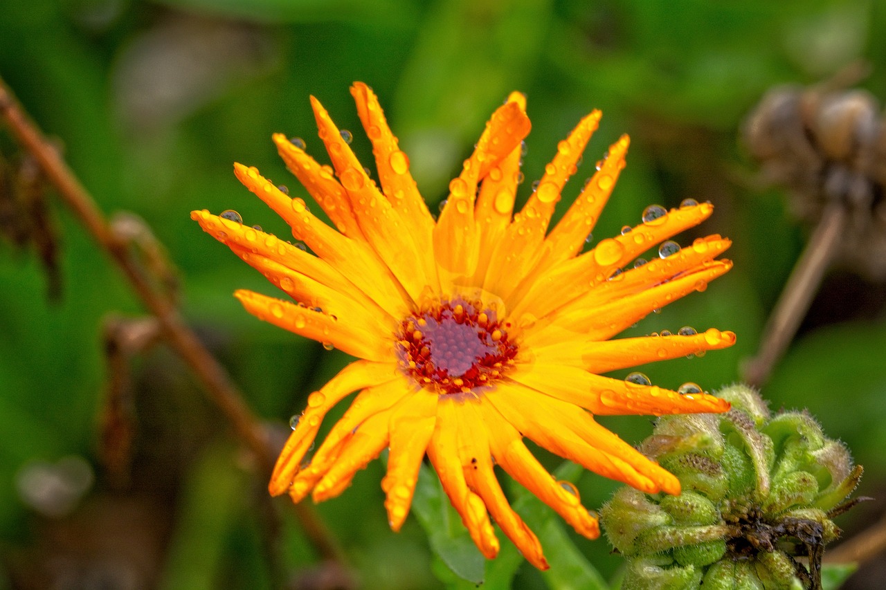 a yellow flower with water droplets on it, a portrait, by Jan Rustem, flickr, orange halo, in the hillside, h. hydrochaeris, overcast day