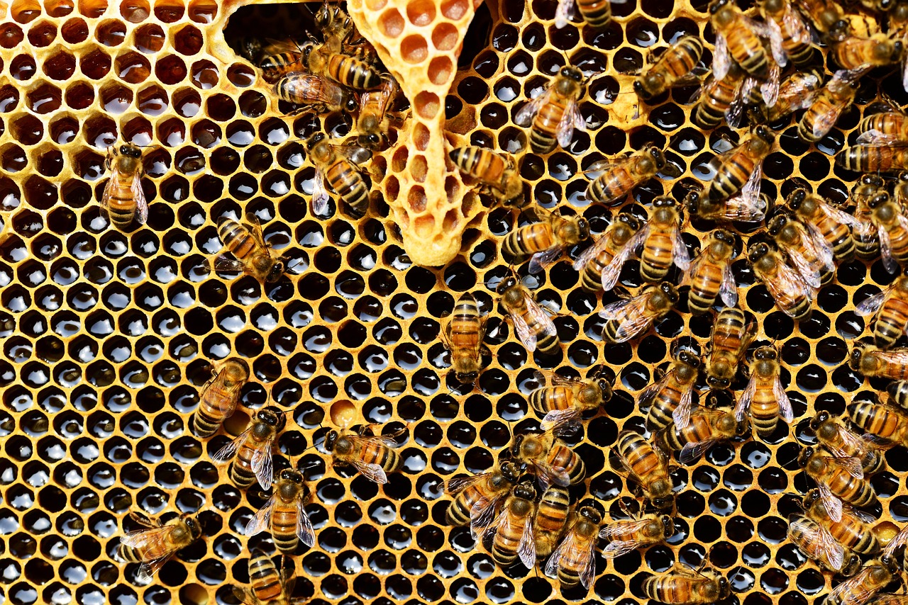 a bunch of bees that are inside of a beehive, pexels, renaissance, hexagons, 1024x1024, honey dripping, wide overhead shot