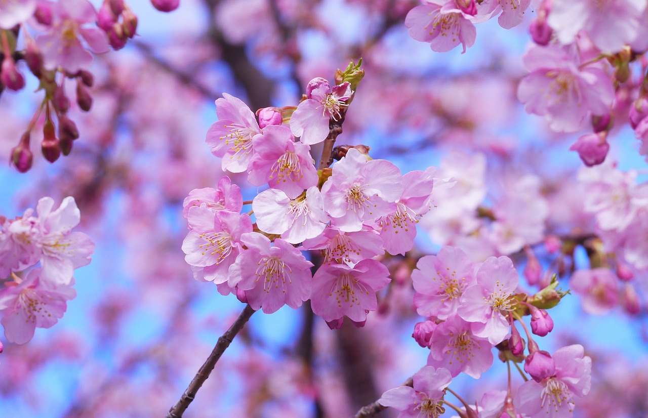 a close up of some pink flowers on a tree, a picture, by Shiba Kōkan, pexels, sōsaku hanga, 🎀 🗡 🍓 🧚, avatar image, half image, seasons!! : 🌸 ☀ 🍂 ❄