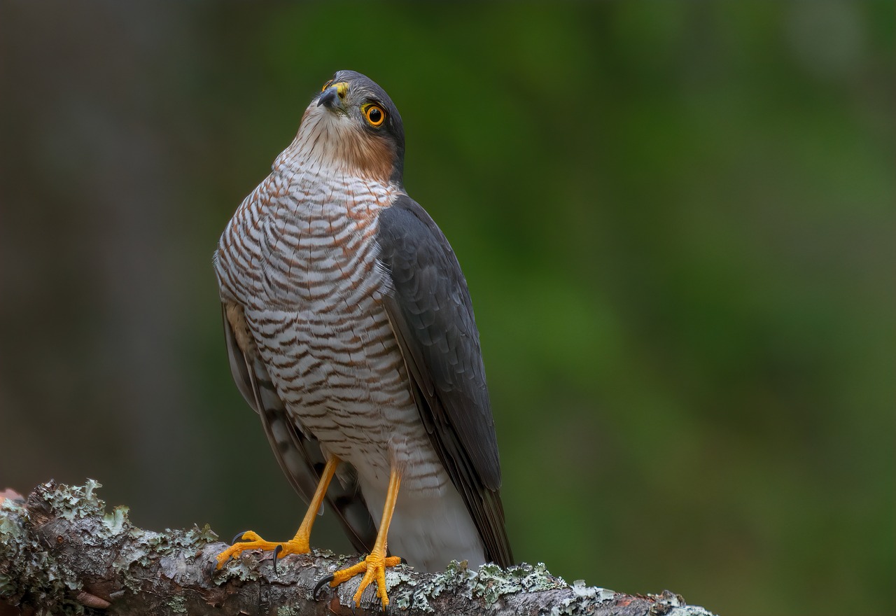 a bird sitting on top of a tree branch, a picture, by Juergen von Huendeberg, shutterstock, hawk, frontal pose, rack, 200mm wide shot