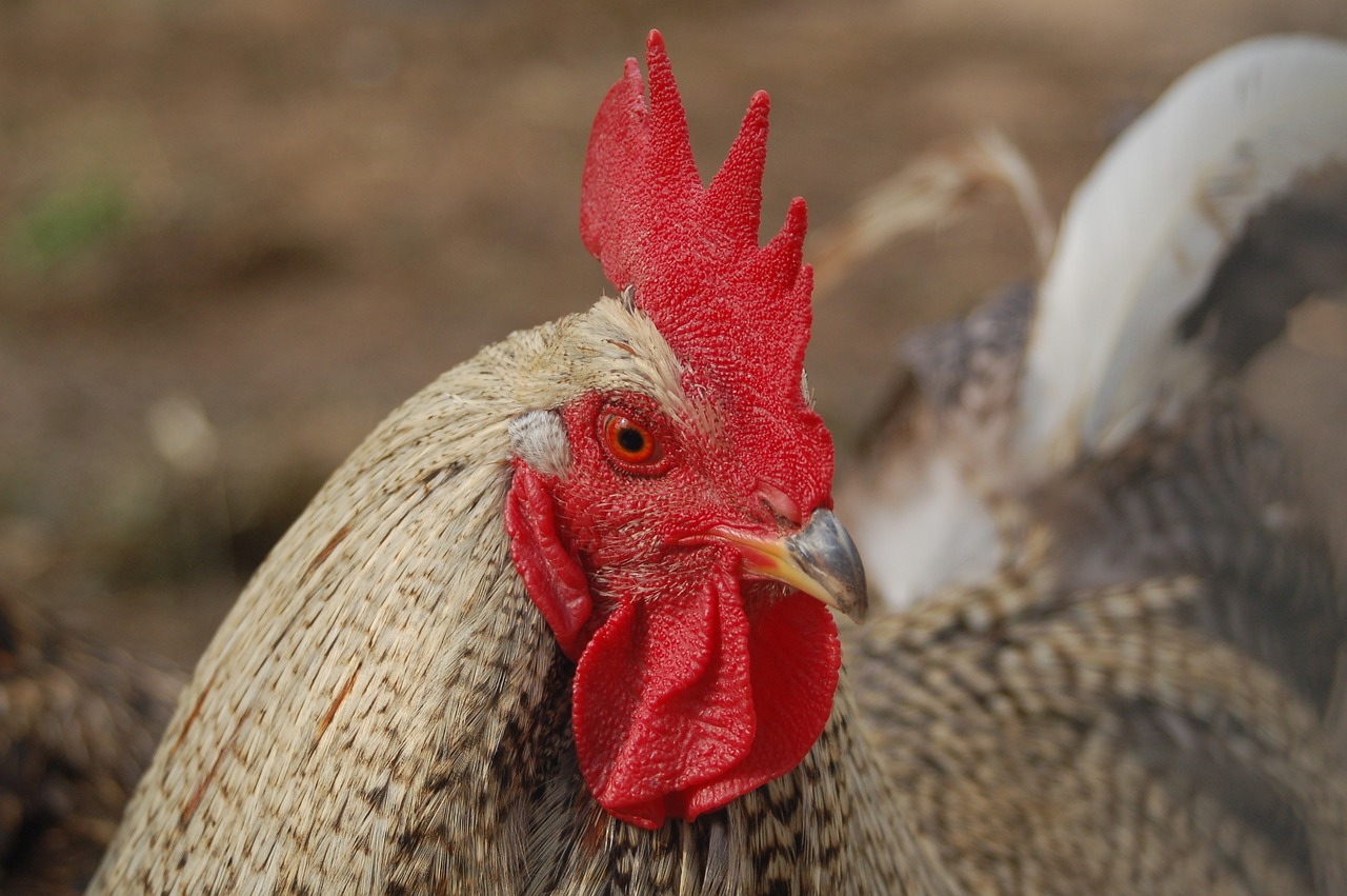 a close up of a rooster with a red comb, closeup of the face, shaded, photo photo