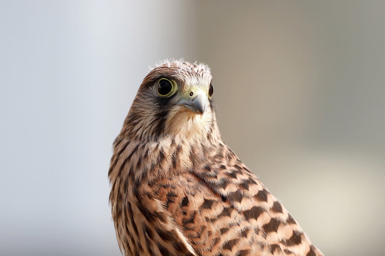 a close up of a bird of prey, a picture, shutterstock, portrait of a sharp eyed, merlin, an ultra realistic 8k octa photo, soft natural lighting