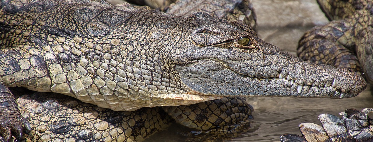 a close up of an alligator's head in the water, a portrait, by Emanuel Witz, pixabay, snake skin, peruvian looking, resting, captured on canon eos r 6