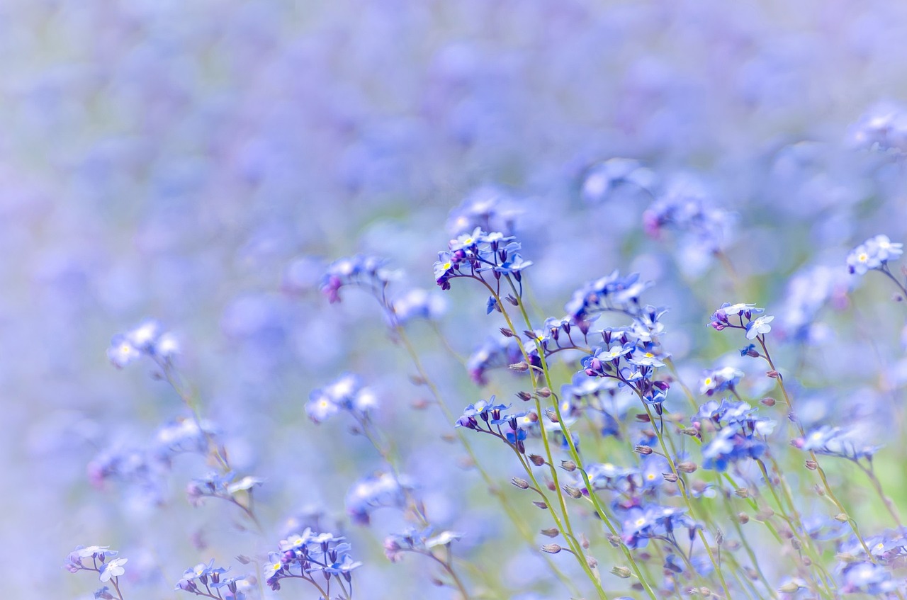 a close up of a bunch of blue flowers, a tilt shift photo, flowerfield, gypsophila, wide portrait, john baer