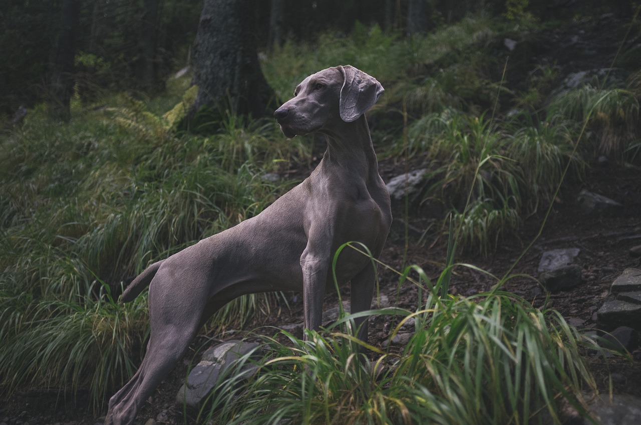 a dog that is standing in the grass, a portrait, unsplash contest winner, fine art, grey forest background, hunting, grey skinned, hill