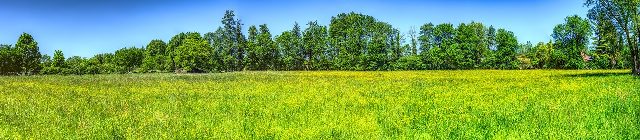 a field of green grass with trees in the background, by Jan Rustem, flickr, color field, colors: yellow, shot on nikon z9, flower meadow, ultrawide landscape