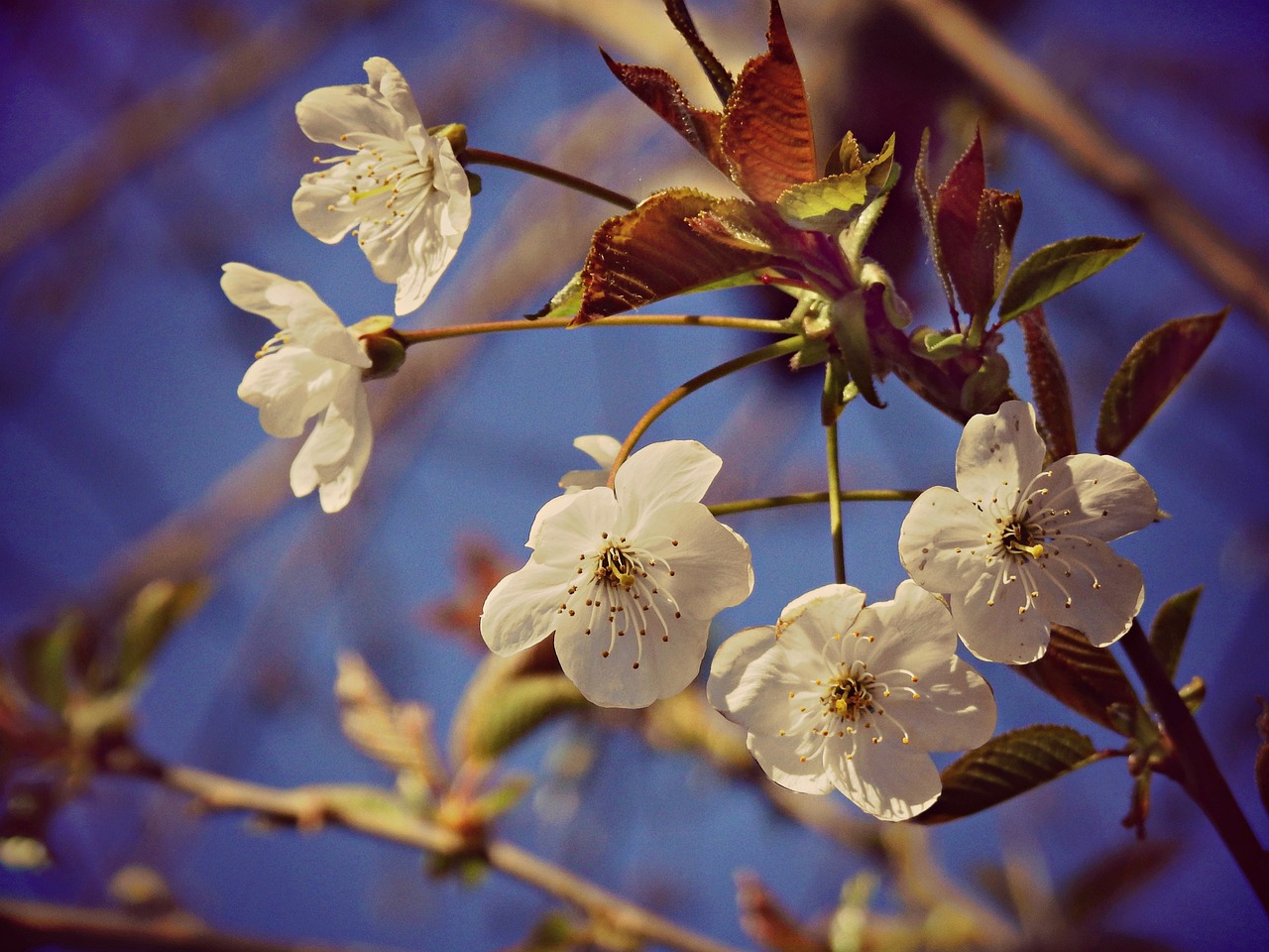 a close up of some white flowers on a tree, a picture, by Pamela Ascherson, romanticism, sakura bloomimg, post processed, amber, cherry