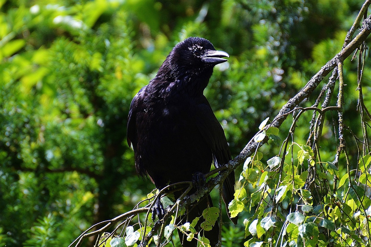 a black bird sitting on top of a tree branch, inspired by Gonzalo Endara Crow, pixabay, hurufiyya, dressed in black velvet, amongst foliage, large entirely-black eyes, rounded beak