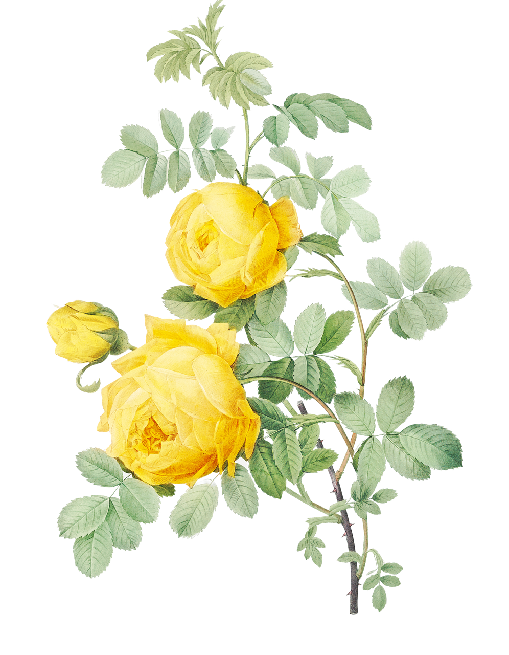 two yellow roses with green leaves on a black background, a digital rendering, by Gusukuma Seihō, romanticism, nothofagus, hiroo isono, artist's impression, shishkin