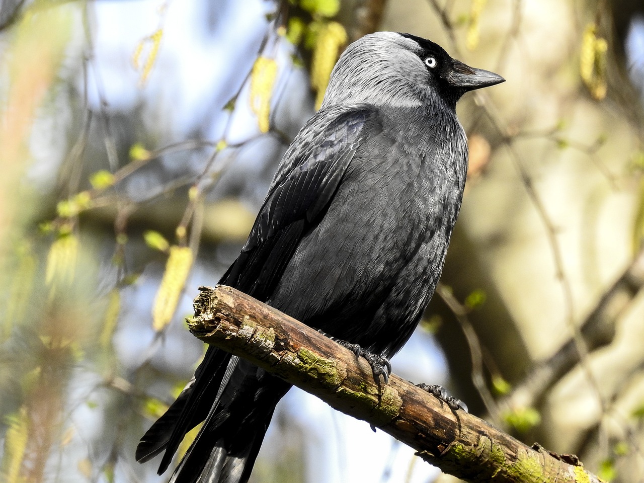 a black bird sitting on top of a tree branch, a portrait, grey and silver, very sharp and detailed photo, high res photo