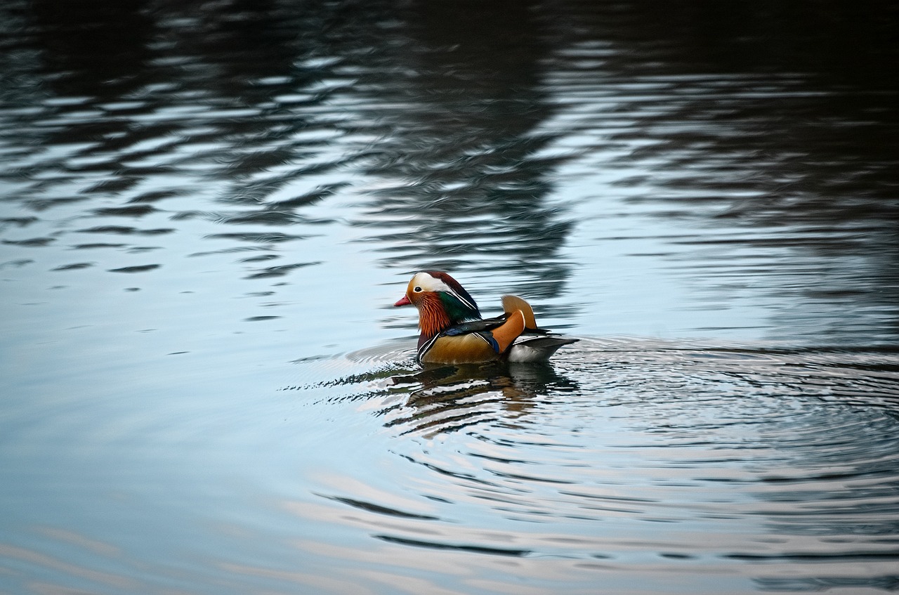 a couple of ducks floating on top of a body of water, a picture, by Jan Rustem, richly colored, donald duck in real life, blog-photo, taken with a canon dslr camera