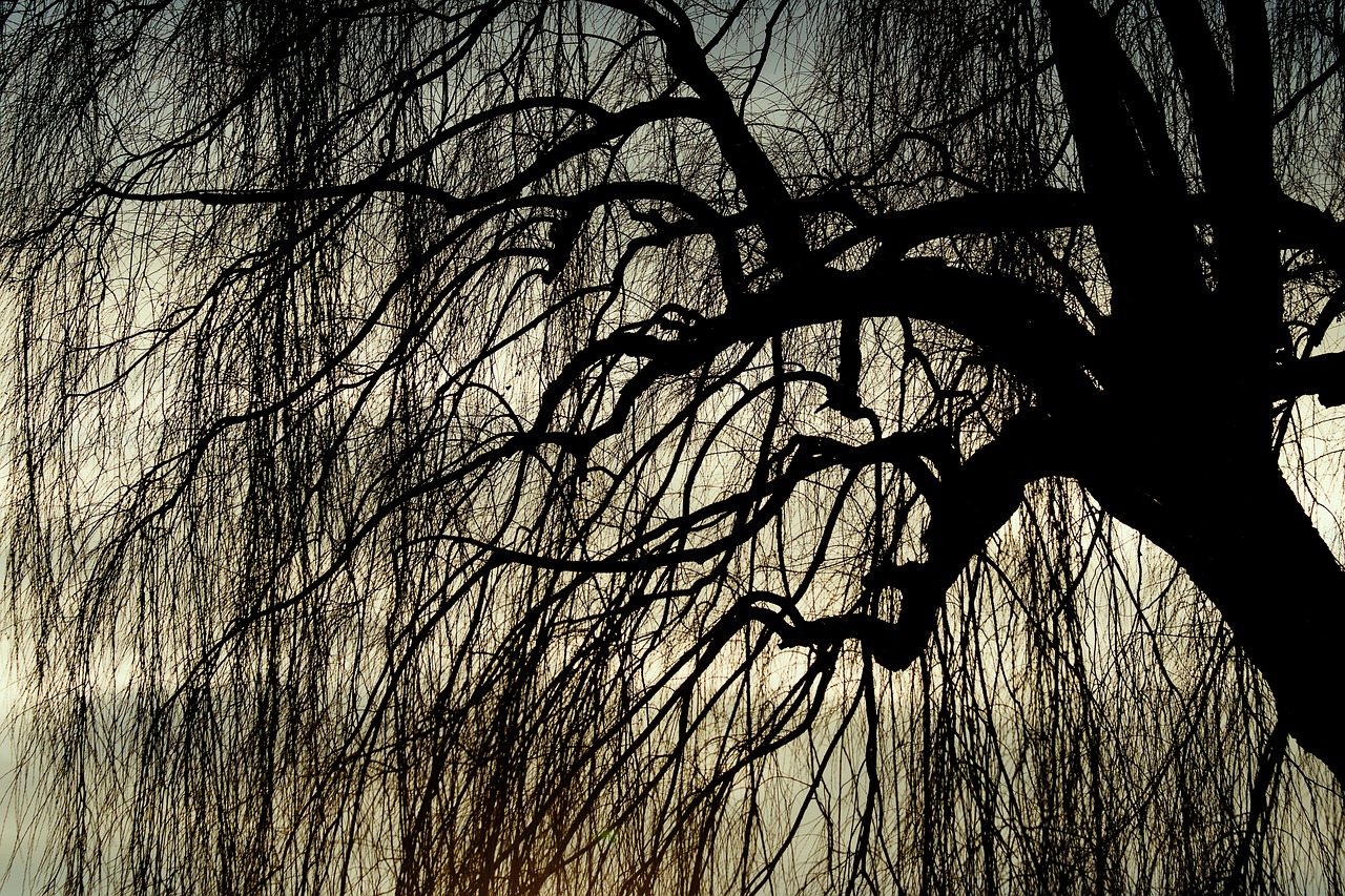 a couple of birds sitting on top of a tree, a picture, inspired by Eyvind Earle, trending on pixabay, weeping willows, spooky photo, evening sunlight, reminded me of the grim reaper