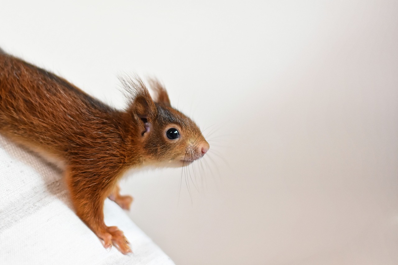 a close up of a squirrel on a towel, a photo, by Marten Post, shutterstock, standing on a ladder, close - up studio photo, reds, mouse photo