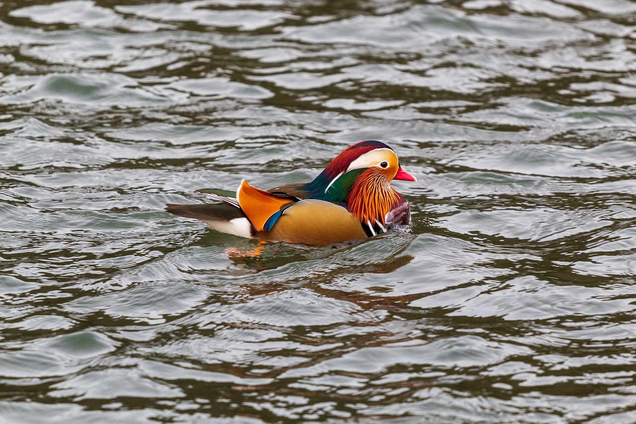 a duck floating on top of a body of water, by Jan Rustem, shutterstock, sōsaku hanga, colorful plumage, donald duck, very sharp!!!, dressed in colorful silk