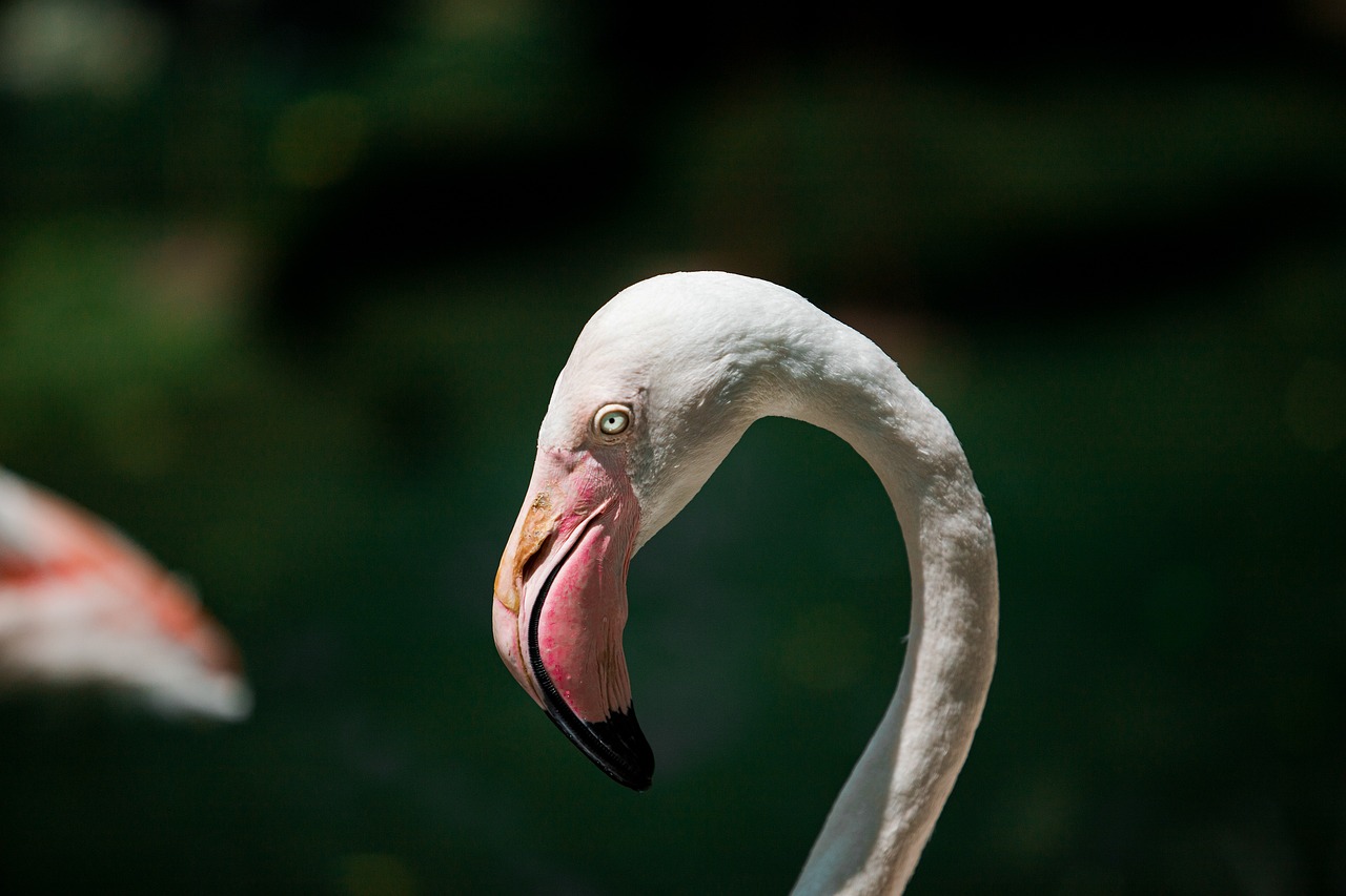 a close up of a flamingo with a blurry background, a stock photo, by Hans Werner Schmidt, museum quality photo, high angle close up shot, angry looking at camera, profile close-up view