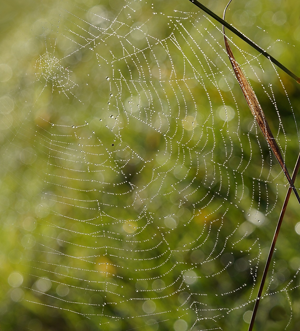 a spider web with water droplets on it, by Johannes Martini, in a gentle green dawn light, strings of pearls, fresh from the printer, one of the weavers of destiny