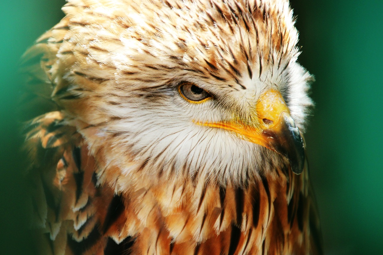 a close up of a bird of prey, a portrait, hurufiyya, kodak photo