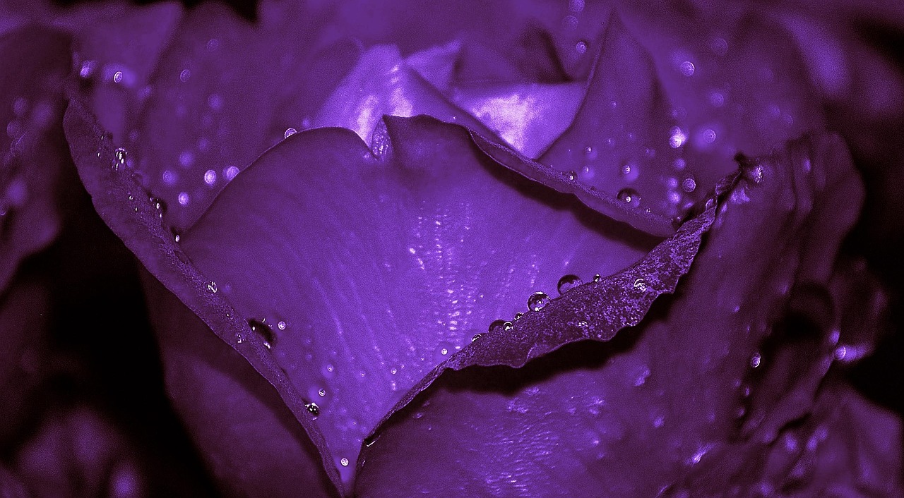 a close up of a purple rose with water droplets, by Rhea Carmi, flickr, romanticism, [ shards, purple neon, color”