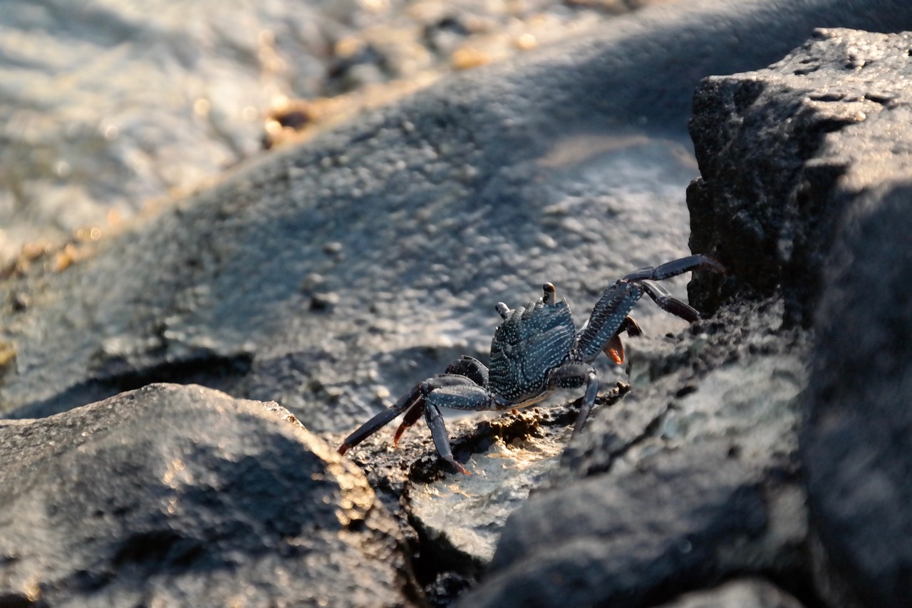 a crab that is sitting on some rocks, a macro photograph, hurufiyya, lava in the background, high res photo, in the early morning, tourist photo