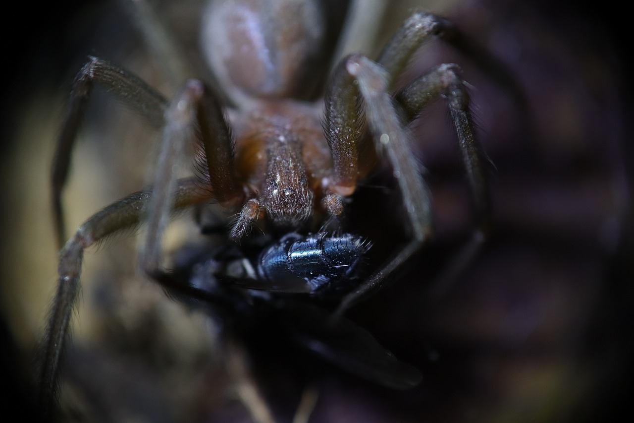 a close up of a spider with a bug in it's mouth, hurufiyya, museum quality photo, 4 k detail, flash photo