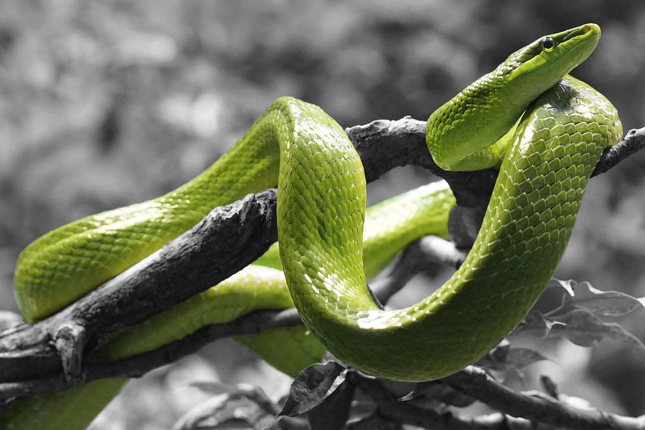 a close up of a snake on a tree branch, by Ramón Silva, trending on pixabay, cobra, monochromatic green, colorised, simple magic ring of poison, wallpaper - 1 0 2 4