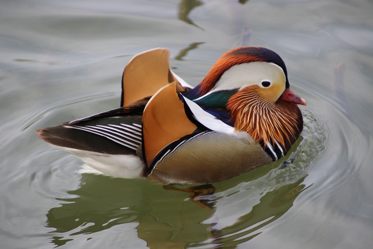 a duck floating on top of a body of water, shutterstock, sōsaku hanga, colorful plumage, glossy photo, magnificent design, donald duck