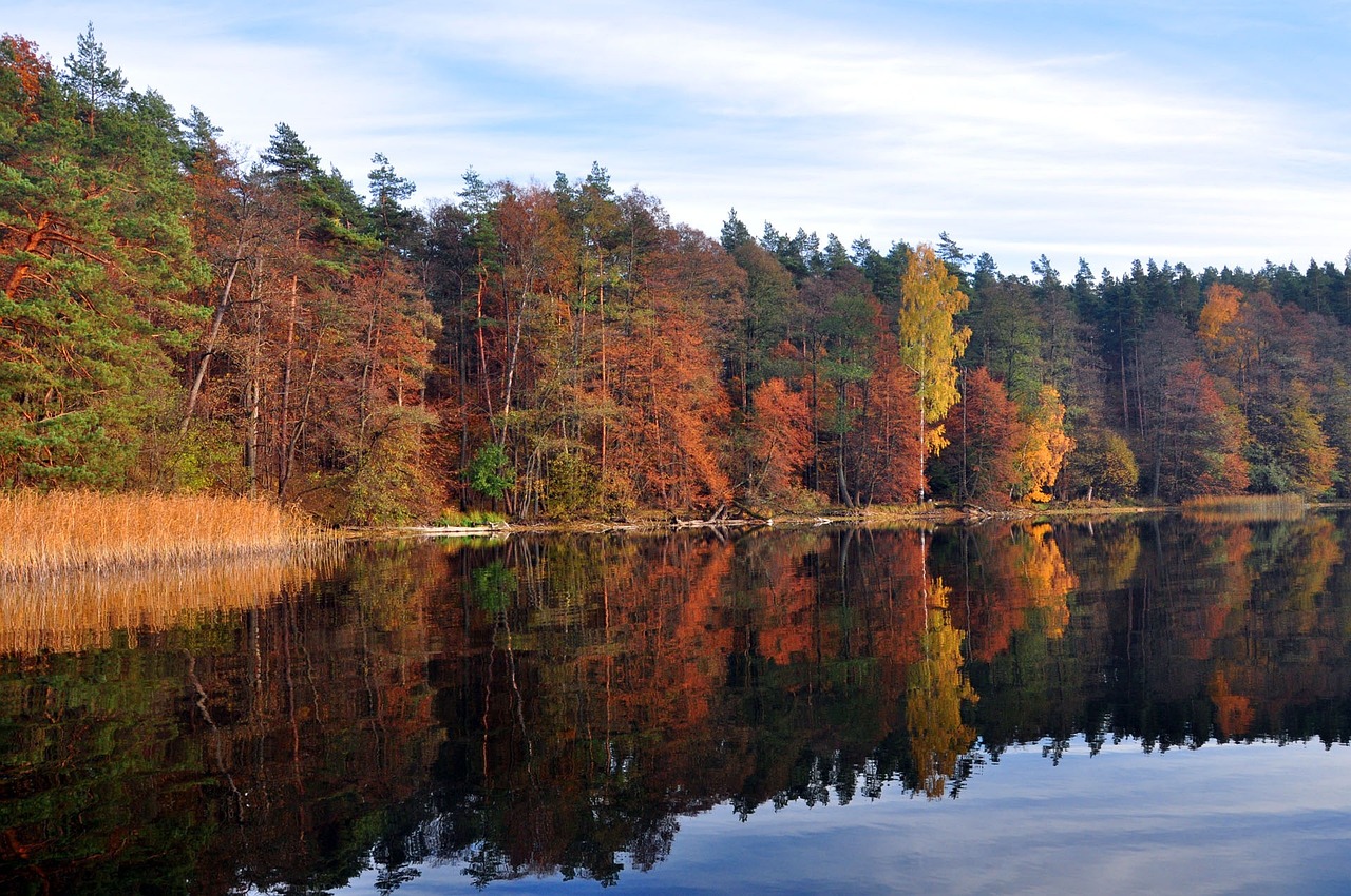 a large body of water surrounded by trees, by Karl Pümpin, flickr, warm colours, symmetry!! full shot!!, annato finnstark, shoreline