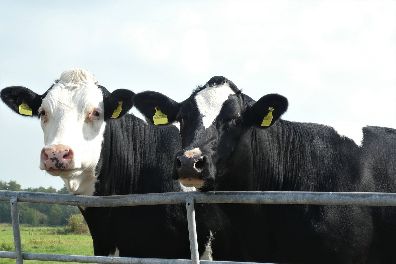 a group of black and white cows standing next to each other, by Julian Hatton, flickr, loosely cropped, three heads, beef, panels