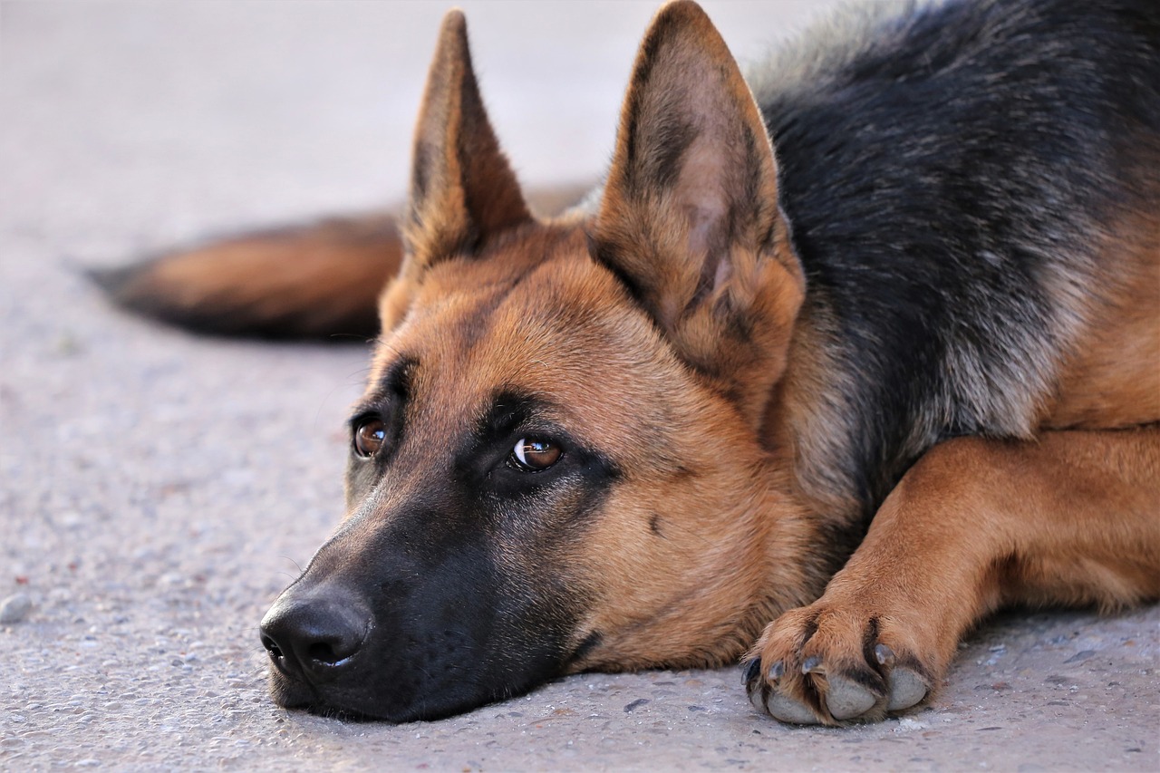 a close up of a dog laying on the ground, by Niko Henrichon, shutterstock, realism, german shepherd, solemn expression, stock photo