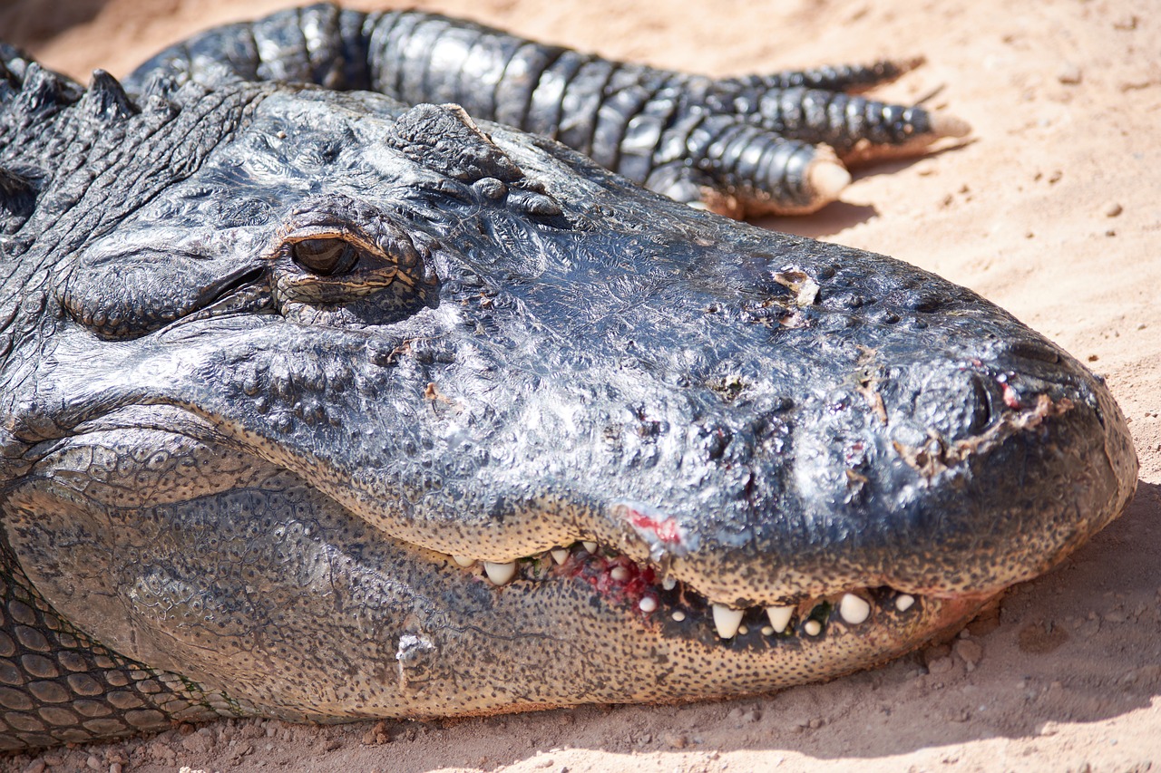 a large alligator laying on top of a sandy beach, a portrait, by Emanuel Witz, shutterstock, closeup at the face, 4k -4, family, flattened