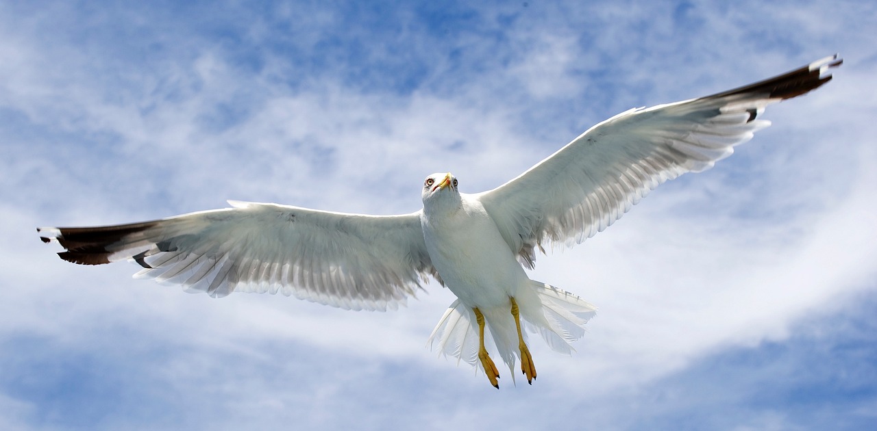 a large white bird flying through a blue sky, a portrait, by Jan Rustem, trending on pixabay, on his hind legs, albino, birdeye, viewed from the ground