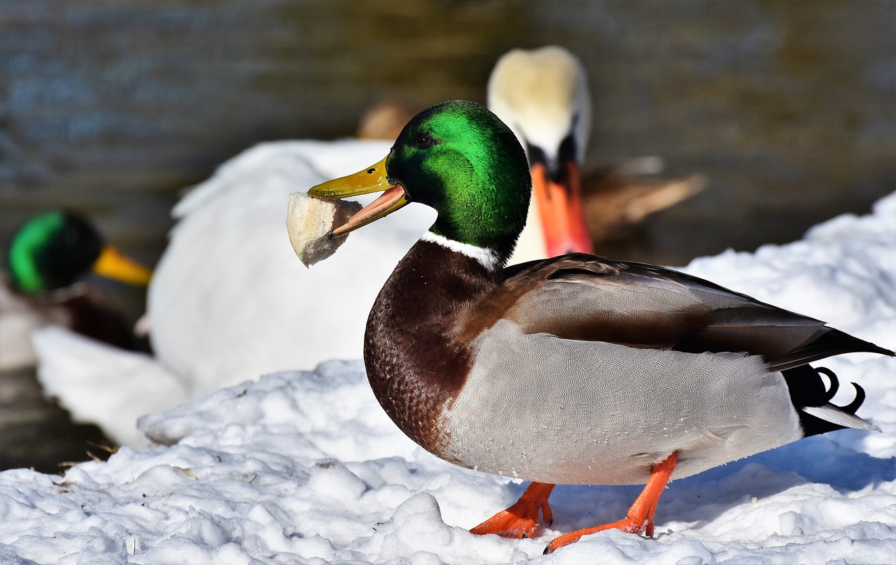 a couple of ducks that are standing in the snow, a photo, shutterstock, eating, emerald, document photo, closeup photo