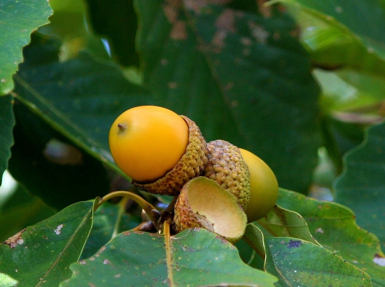 a close up of an acorn on a tree, by Yasushi Sugiyama, flickr, hurufiyya, yellow aureole, male and female, fruits, ivy