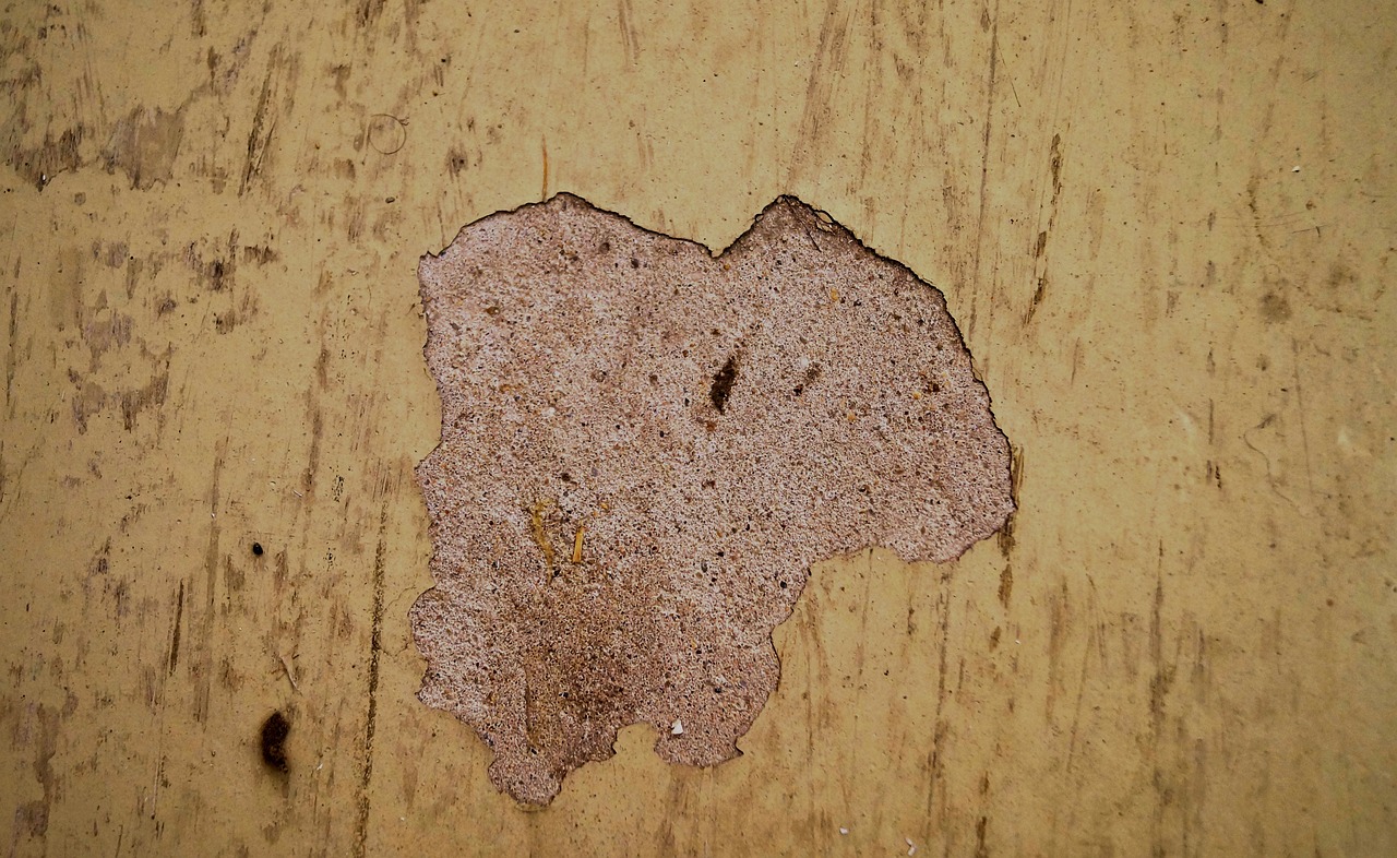 a close up of a piece of paper on a wooden surface, a photo, inspired by Lucio Fontana, dirt - stained skin, cracked brick background, bee, very sharp photo