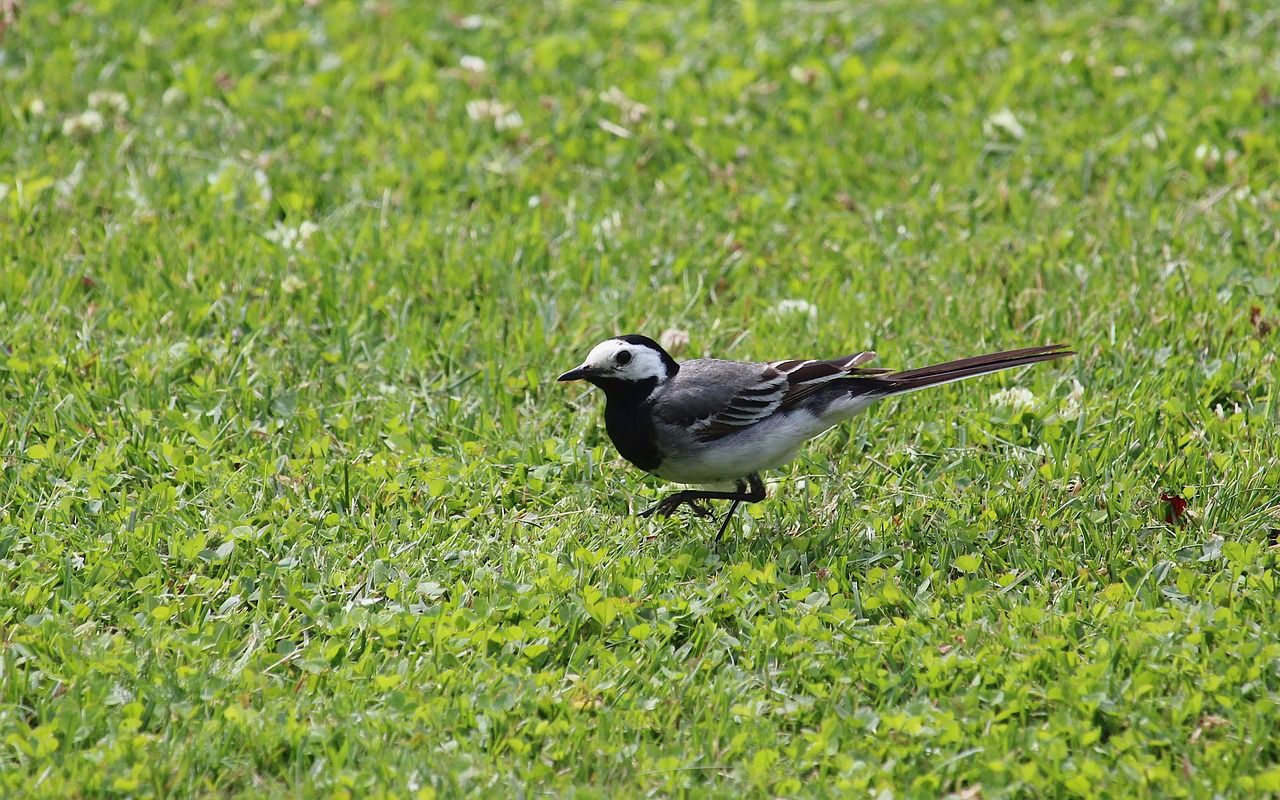 a small bird standing on top of a lush green field, quicksilver, with a white nose, fey, filmed in 70mm