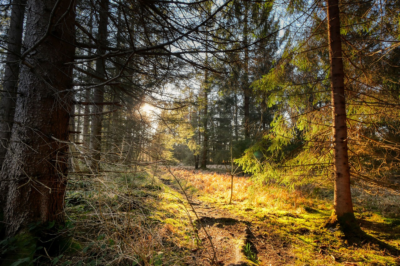 the sun shines through the trees in the forest, by Niels Lergaard, flickr, land art, forest plains of north yorkshire, forested background, ((forest)), cold sunny weather