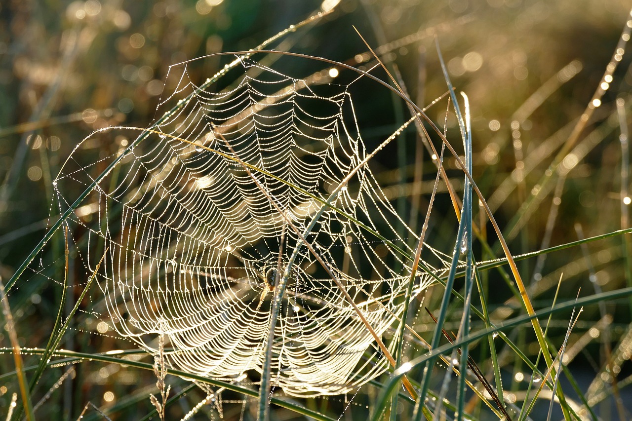 a spider web in the middle of some grass, by Juergen von Huendeberg, shutterstock, late afternoon sun, one of the weavers of destiny, shiny silver, silk