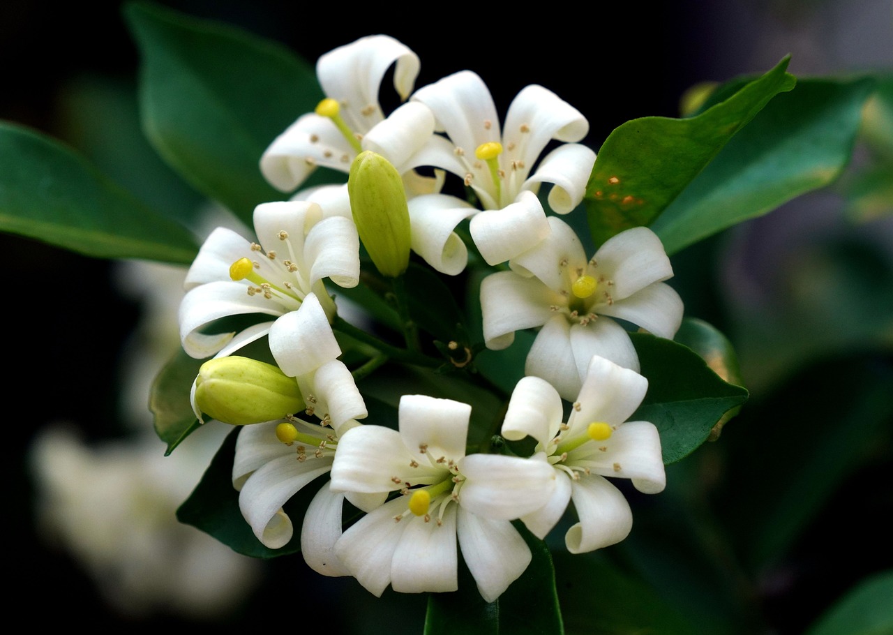 a close up of a bunch of white flowers, a portrait, by Henri Bellechose, trending on pixabay, hurufiyya, honeysuckle, tropical flower plants, highly polished
