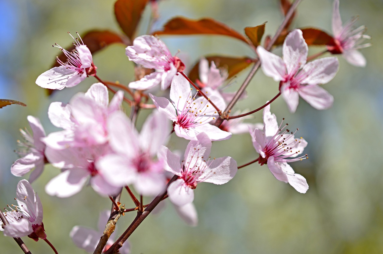 a close up of some pink flowers on a tree, a picture, by Rainer Maria Latzke, shutterstock, istockphoto, brown, cherry blossums, paul barson