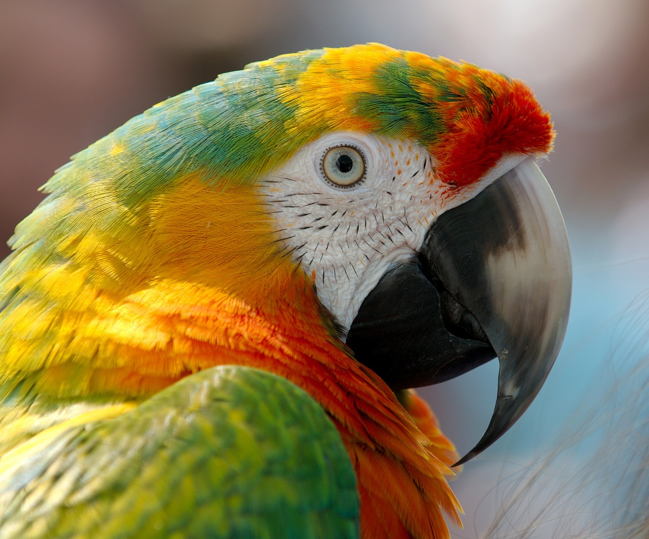 a close up of a parrot's face with a blurry background, a photo, by Edward Corbett, shutterstock, renaissance, colorful”, marketing photo, kodak photo, highly detailed!